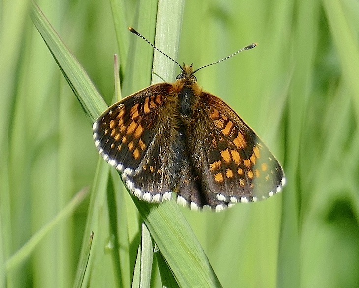 false heath fritillary